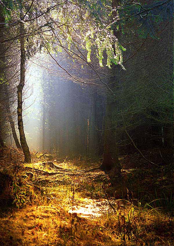 Wyre Dawn